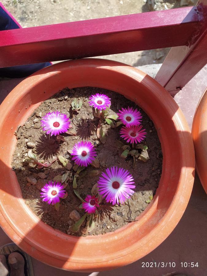 MangalMurti Himalyan Homestay Hawalbagh Bagian luar foto